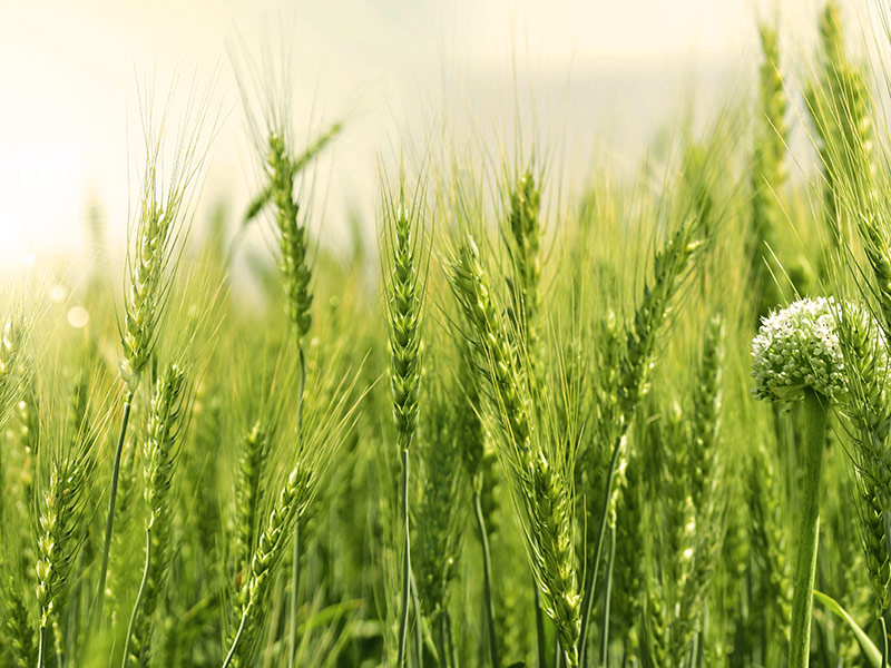 The Review of NAEGA FOB Export Contract Form No.2, Edition 2024