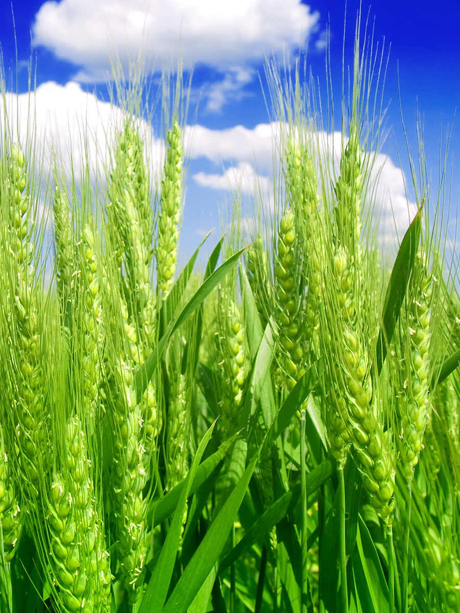 Grain Trade Review Edition No.10